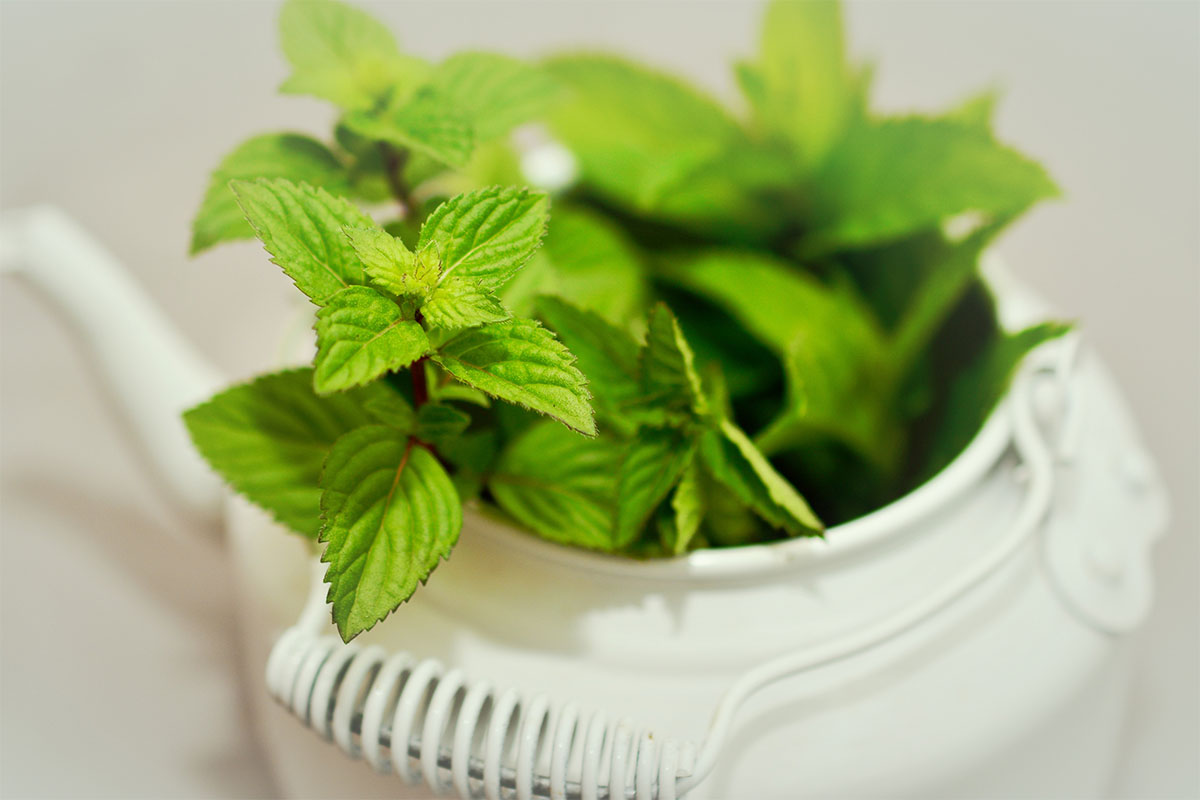 Teapot with mint leaves | Girl Meets Food