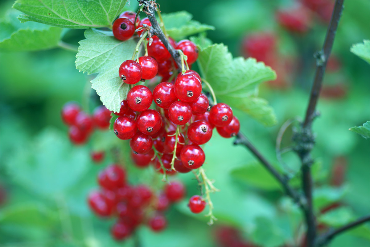 A bunch of red currants on a branch | Girl Meets Food