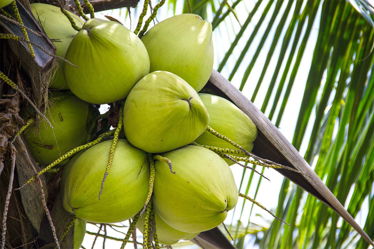 A coconut tree with green coconuts | Girl Meets Food