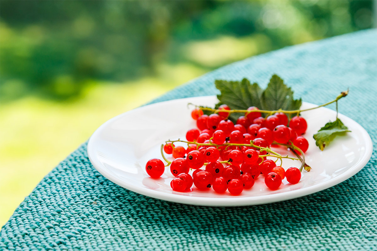 A bunch of red currants in a white plate that stands on table with grey tablecloth | Girl Meets Food
