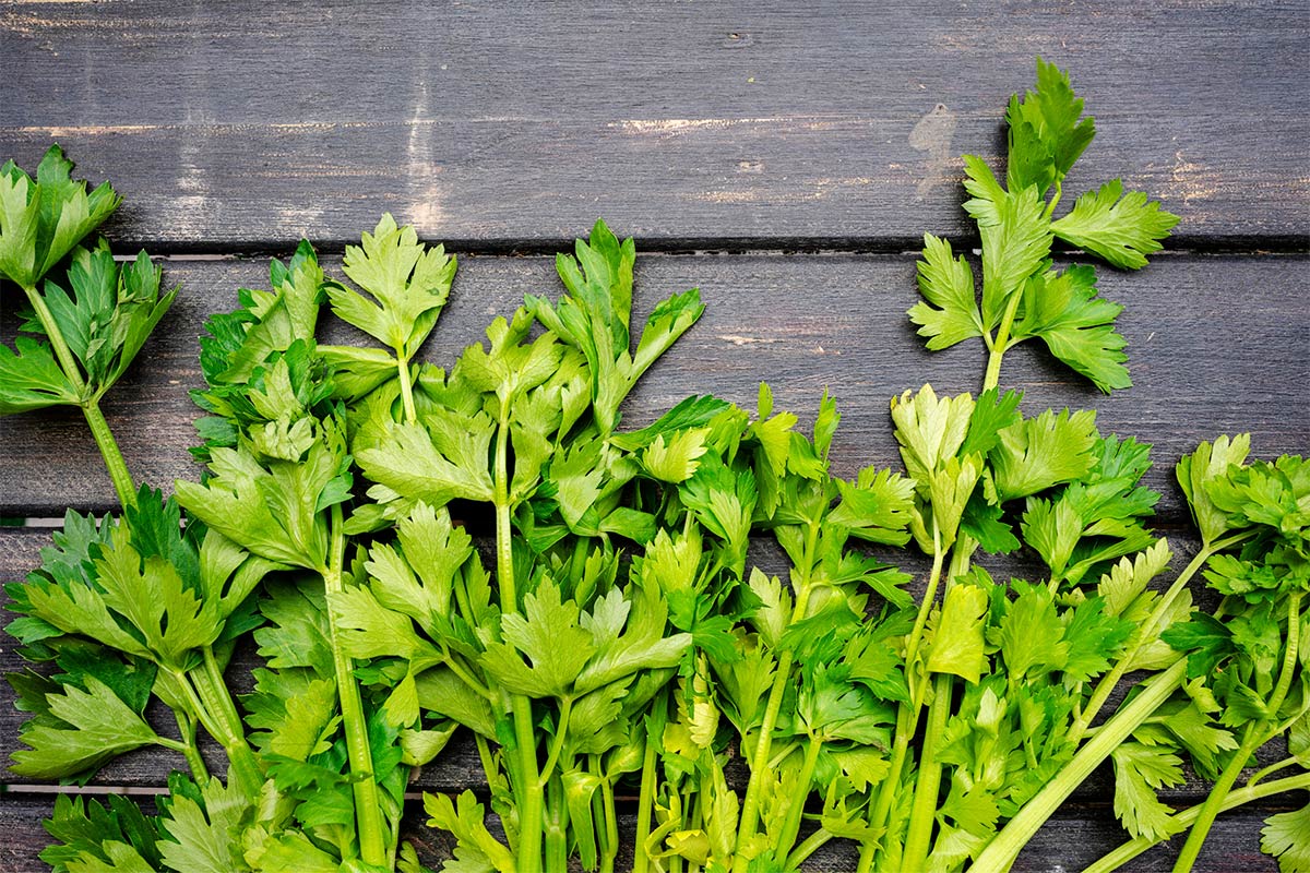 Celery leaves lie on a dark wooden surface | Girl Meets Food