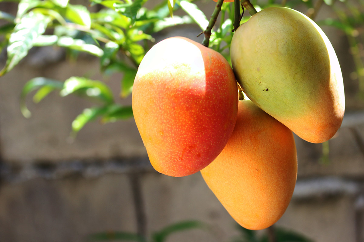 Three mangoes hang on a tree | Girl Meets Food