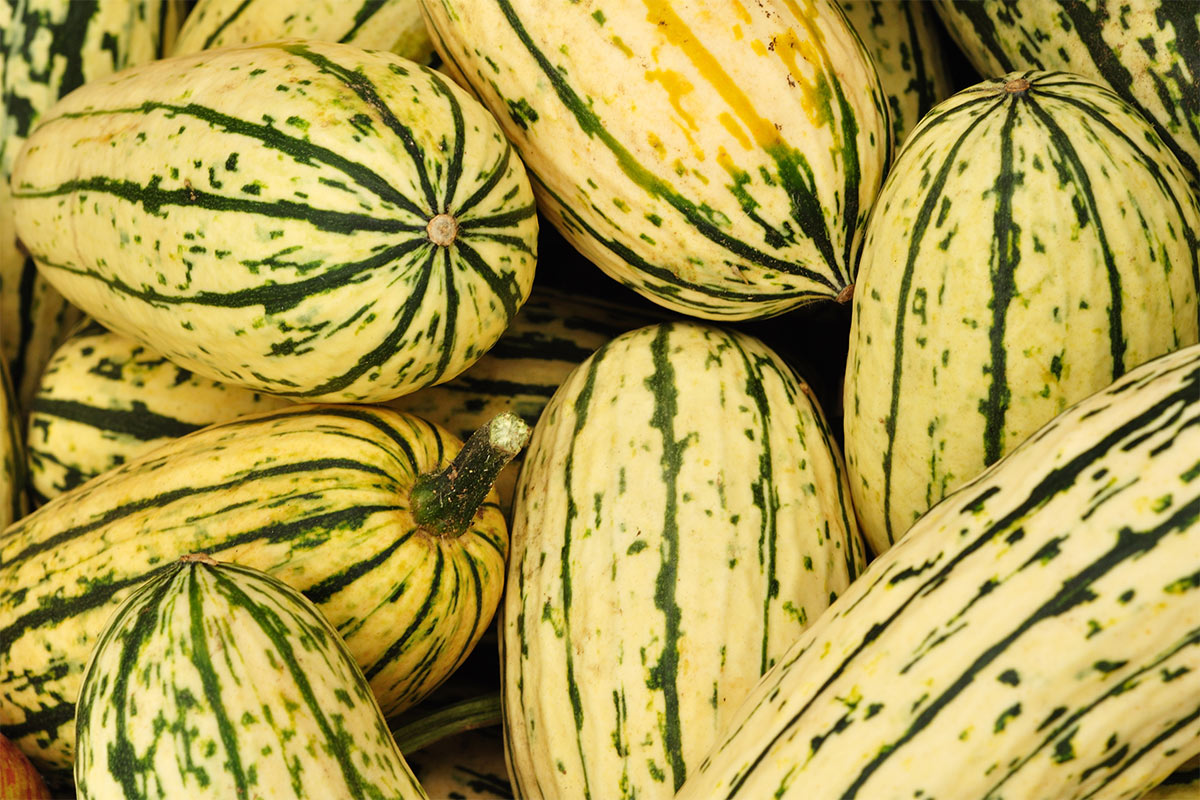 Several delicata squash | Girl Meets Food