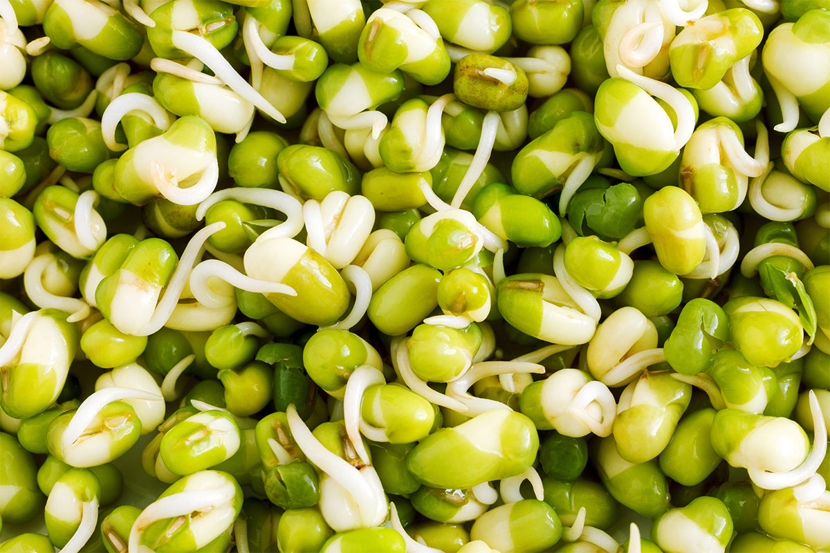 Sprouted mung beans | Girl Meets Food