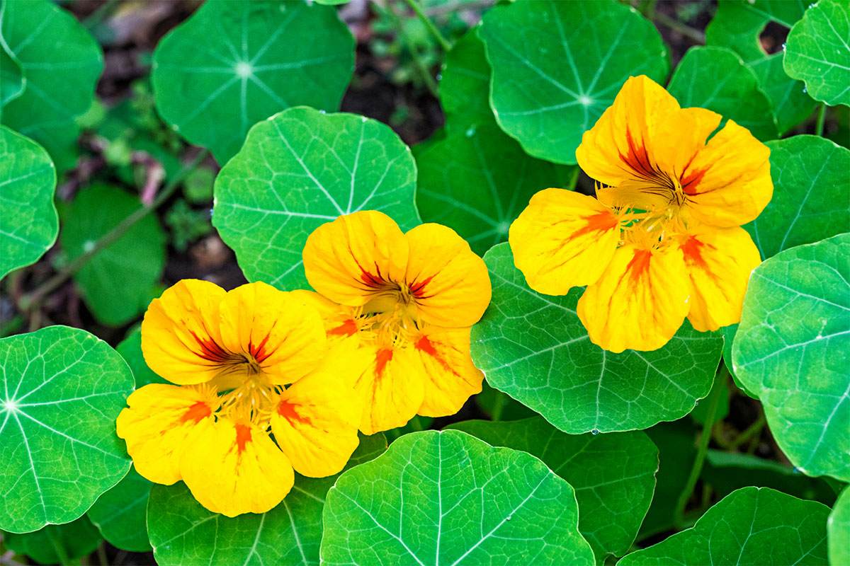 Nasturtium flowers and leaves | Girl Meets Food