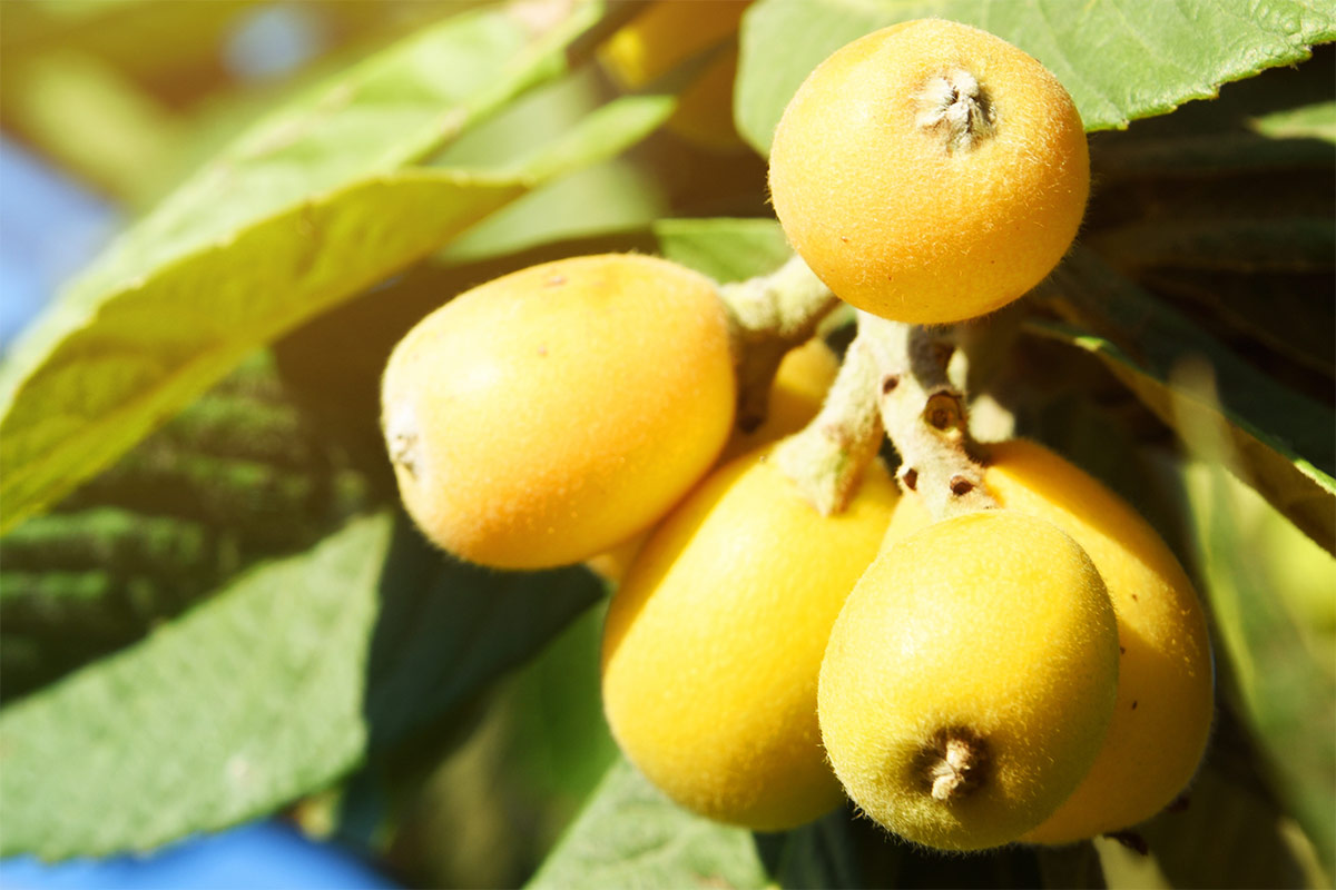 Nespera fruit on a branch | Girl Meets Food