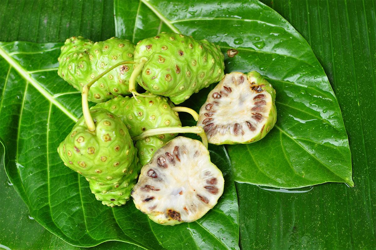 Several noni fruits on leaves | Girl Meets Food