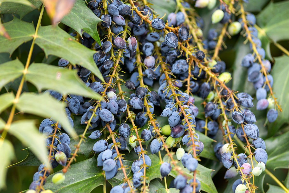 Oregon grape berries in the garden | Girl Meets Food