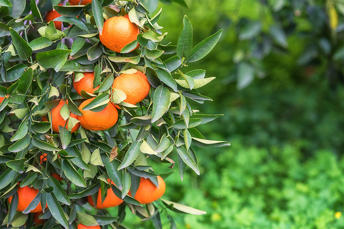 Ortanique fruits on a tree | Girl Meets Food