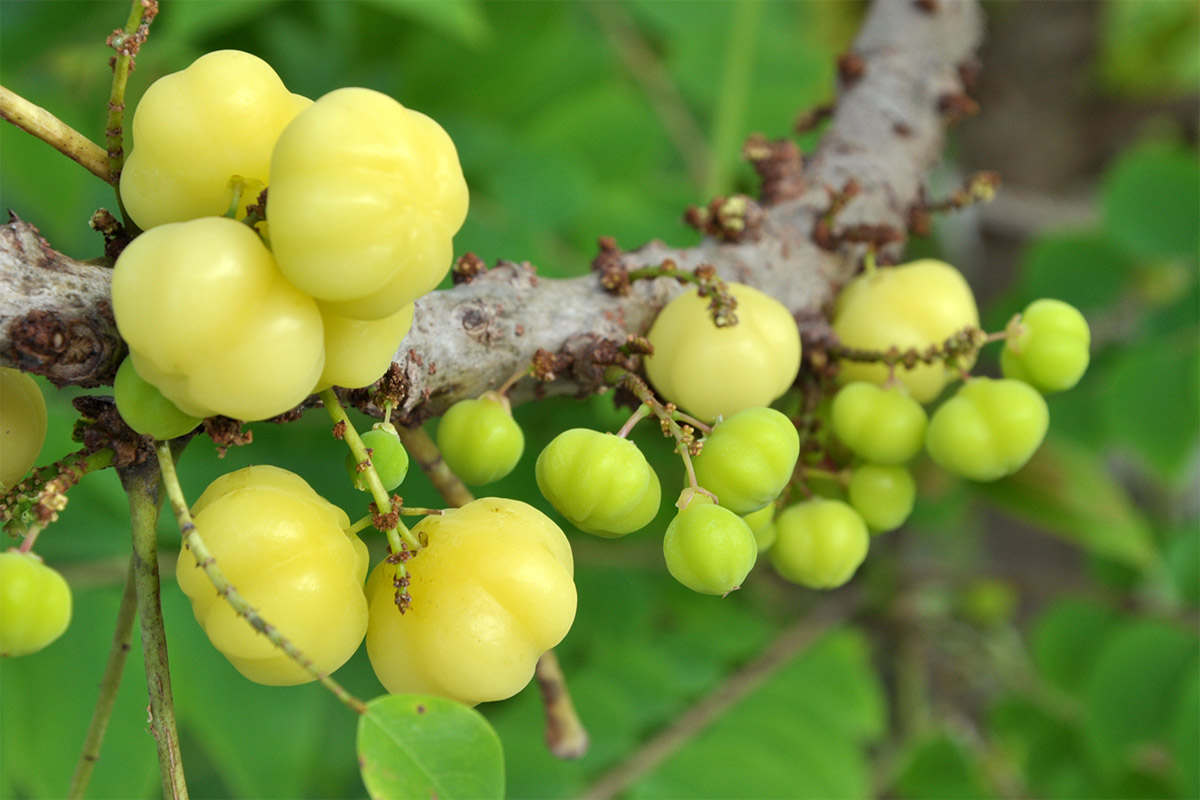 Otaheite gooseberries on the tree | Girl Meets Food