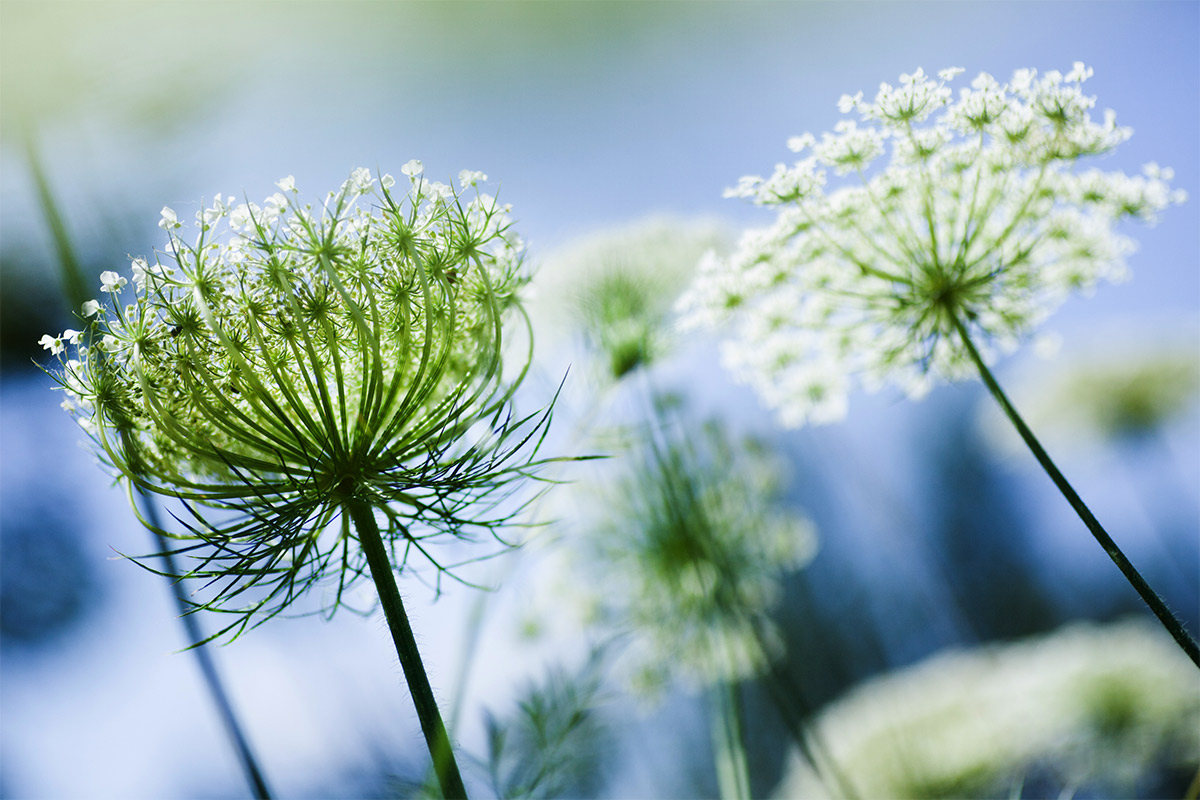 Queen Anne's lace | Girl Meets Food