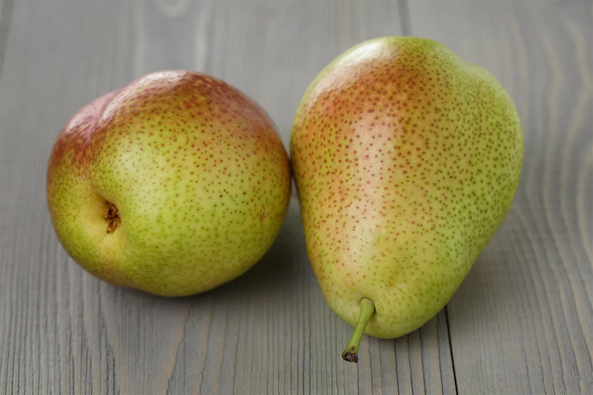 Two Queen Forelle pears on a wooden surface | Girl Meets Food