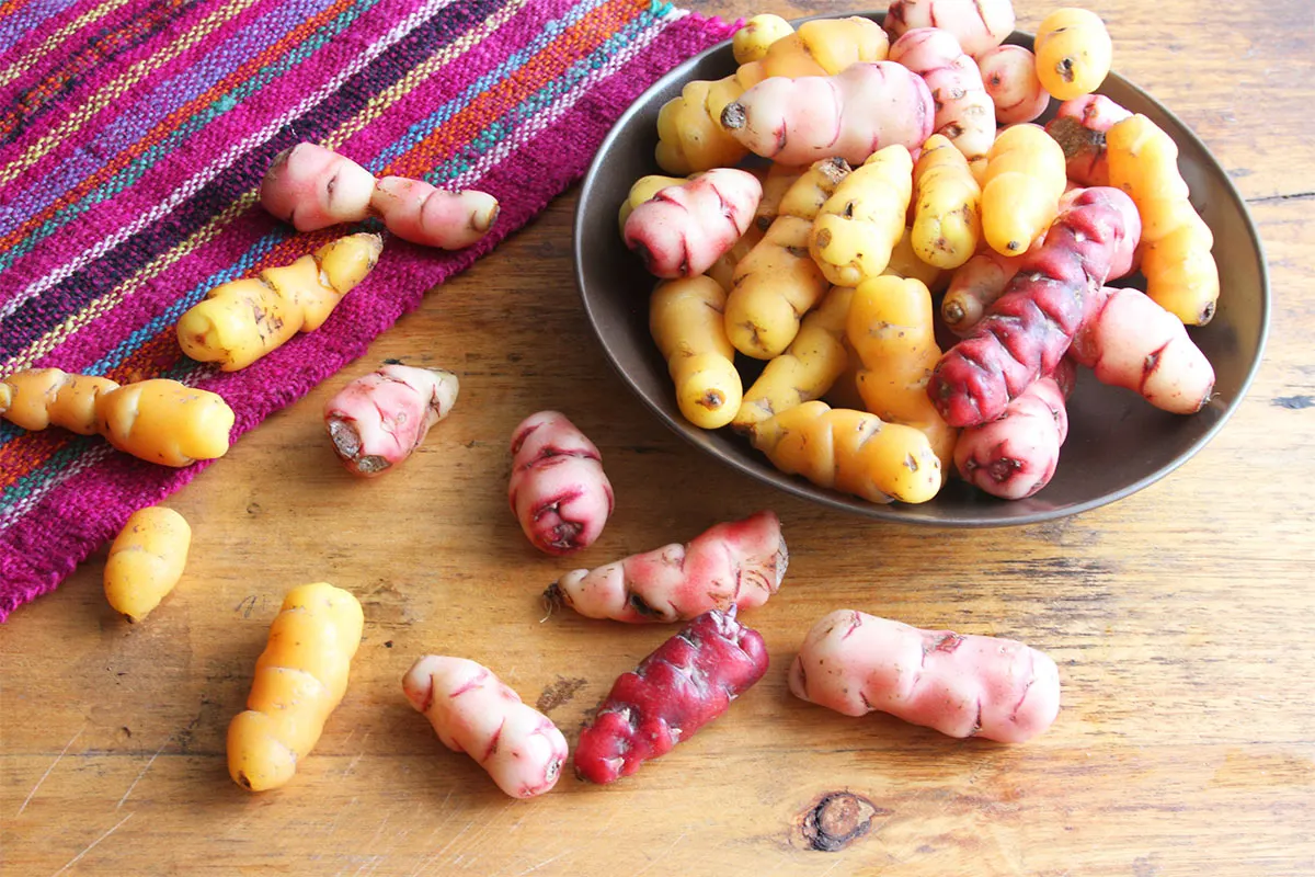 Oca vegetables in a bowl and on a table | Girl Meets Food