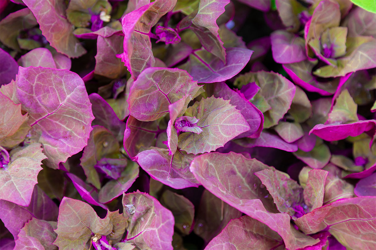 Orach purple leaves | Girl Meets Food