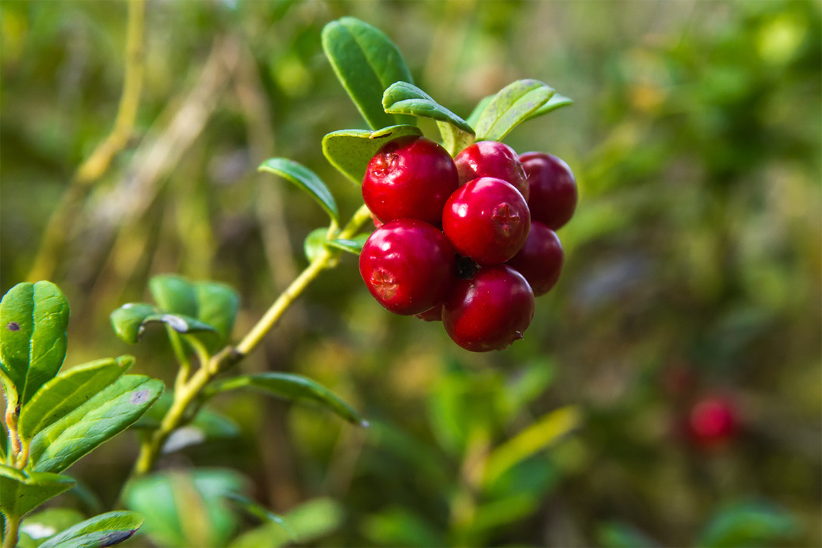 Red huckleberry growing in a forest | Girl Meets Food