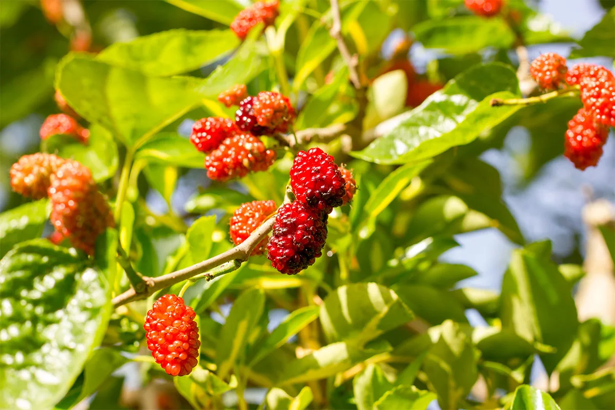 Red mulberry hanging on a tree | Girl Meets Food