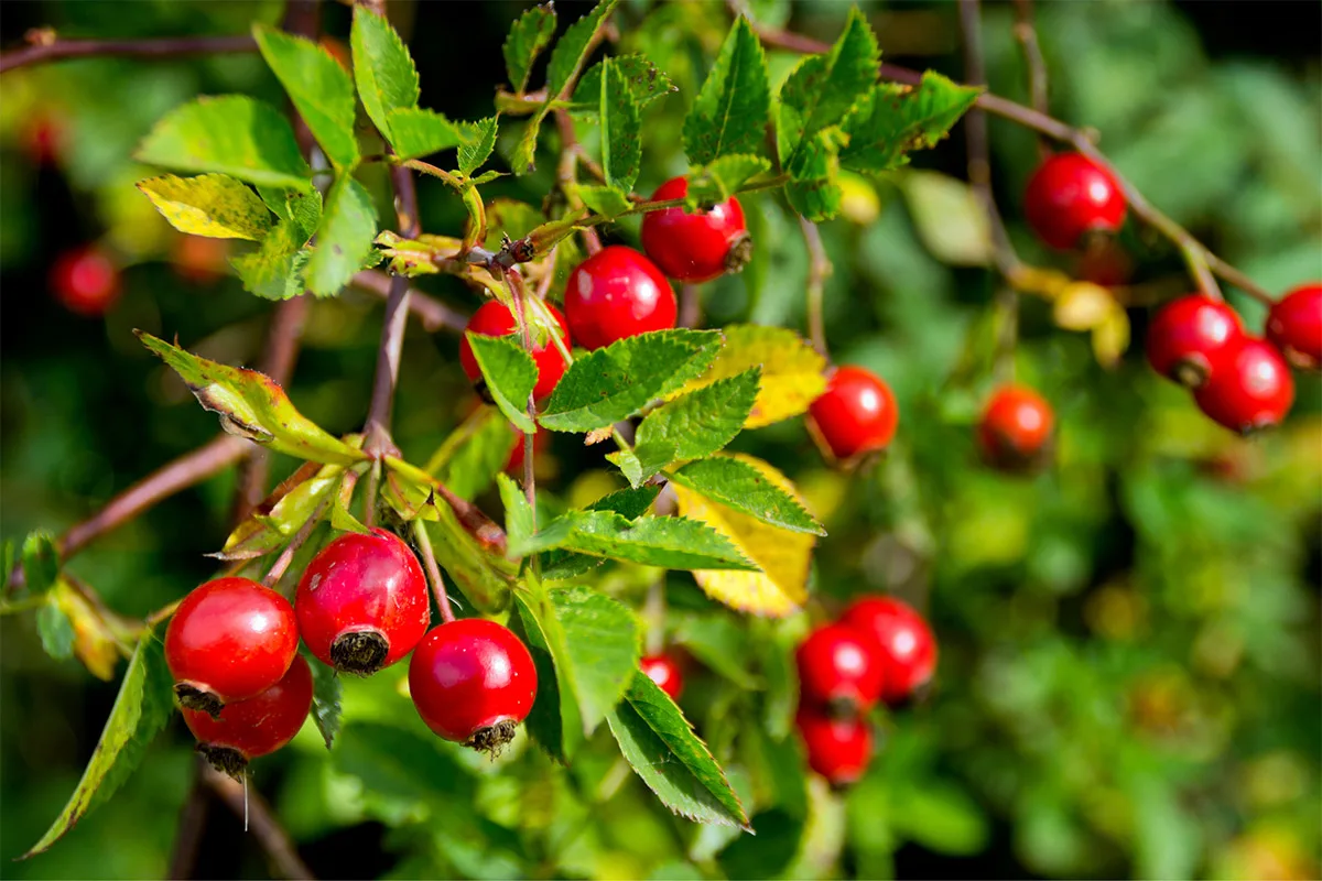 Rosehip berries hang on branches | Girl Meets Food