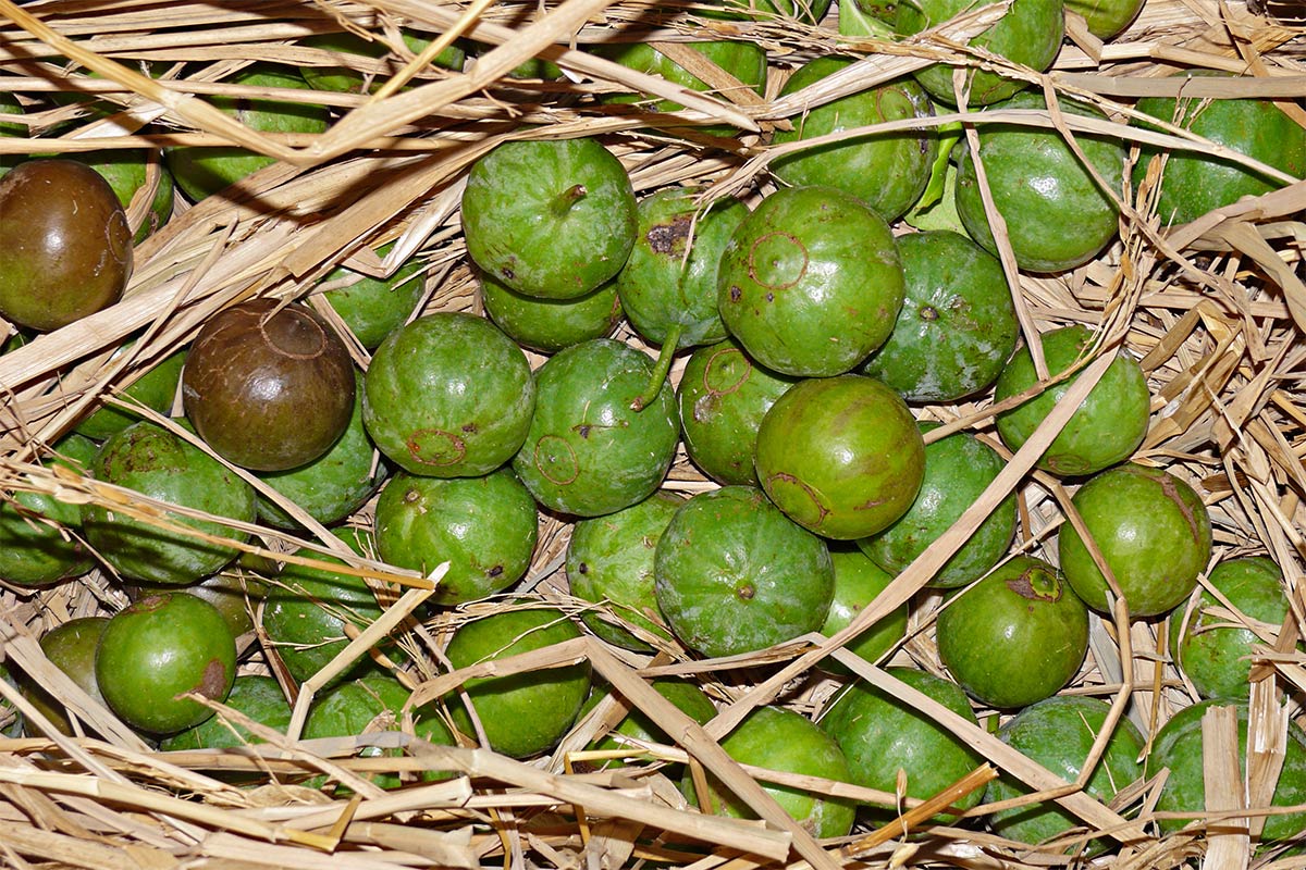 Voavanga fruits on hay | Girl Meets Food