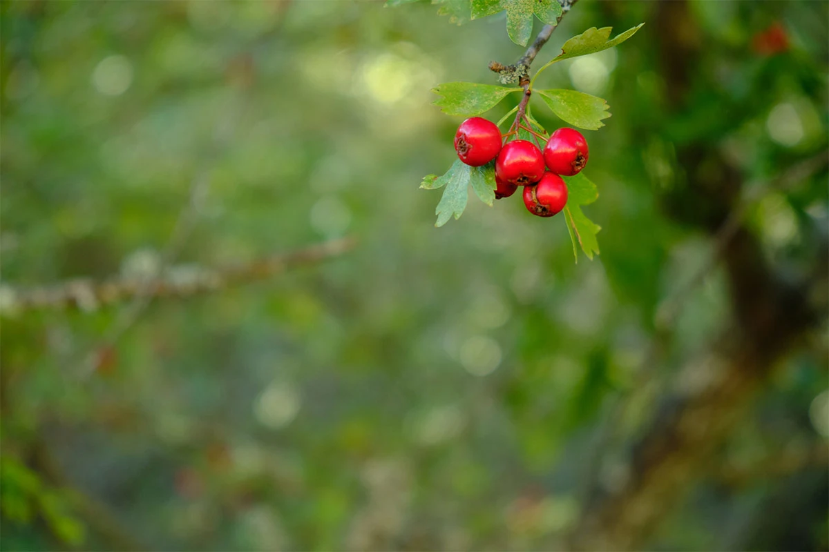 Red fruit of crataegus on the tree | Girl Meets Food