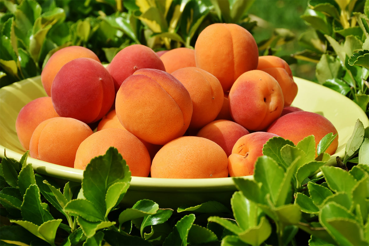 Fresh apricots in a bowl | Girl Meets Food