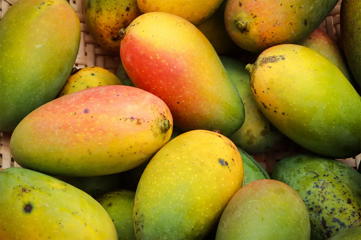 Several mangoes | Girl Meets Food