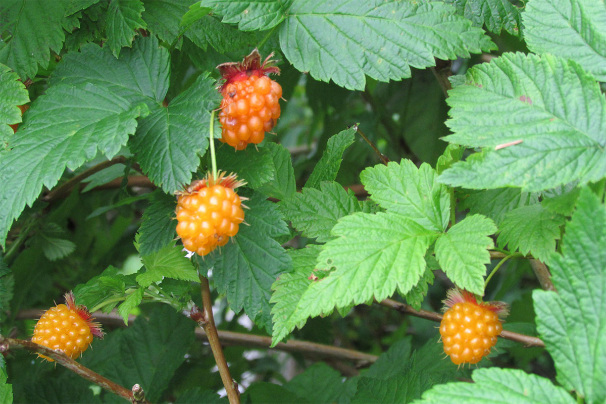 Salmonberry on a tree | Girl Meets Food