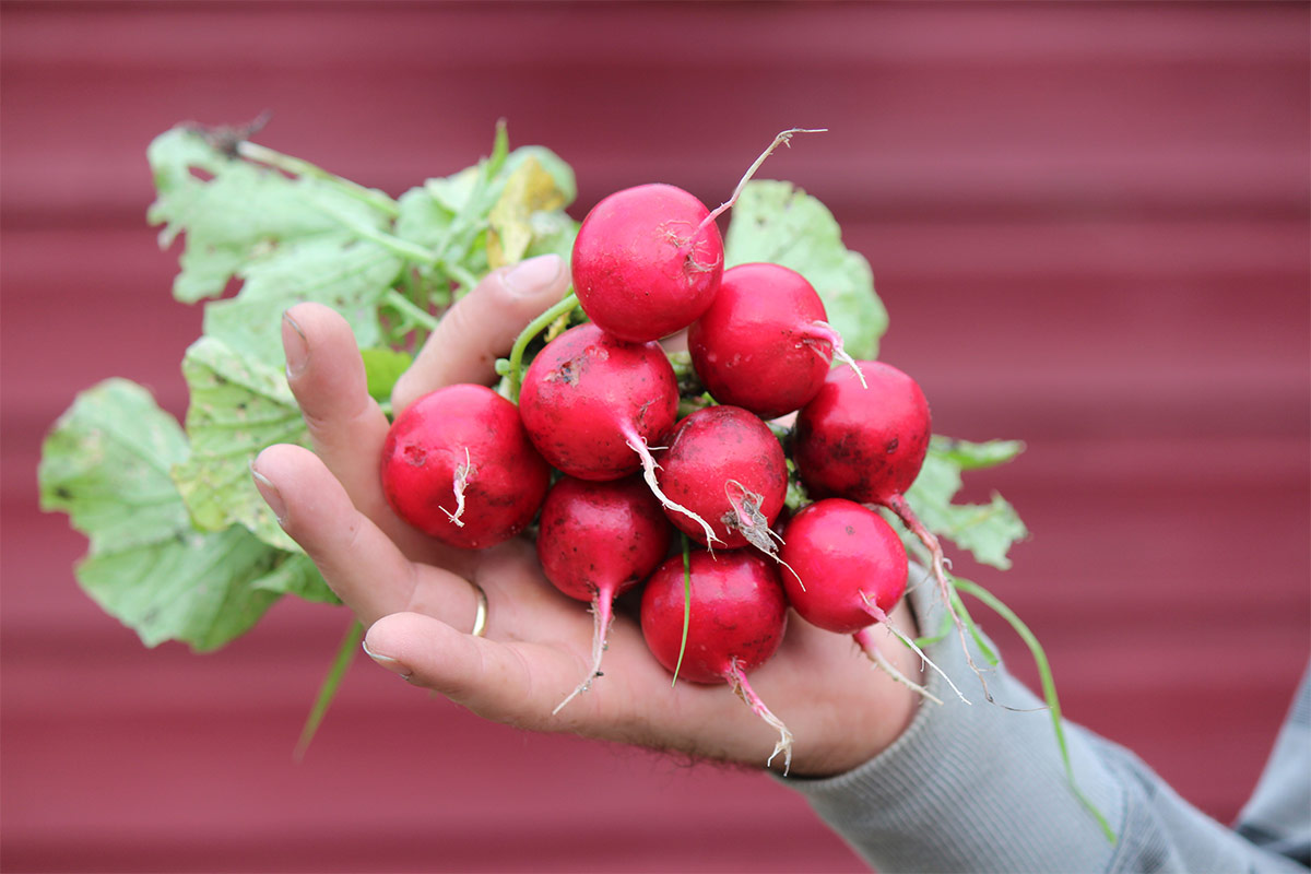 A bunch of radishes in someone's hand | Girl Meets Food