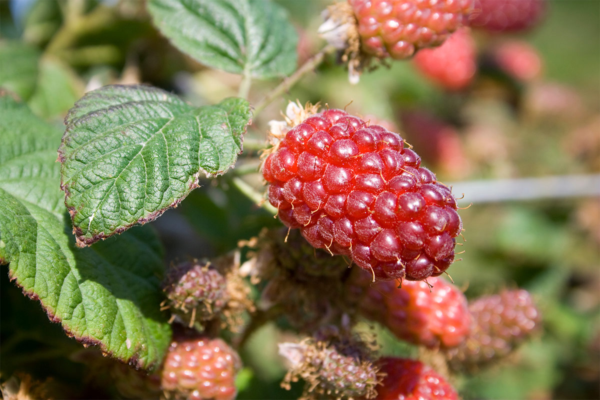 Tayberries | Girl Meets Food