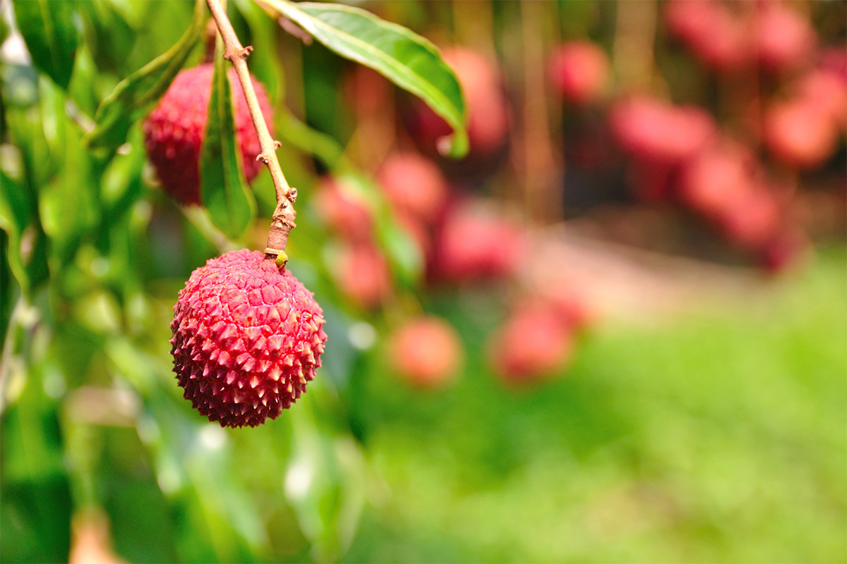 Thai lychee in the garden | Girl Meets Food