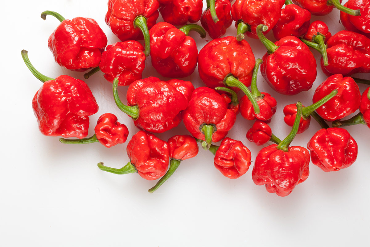 Trinidad scorpion butch T peppers on white surface | Girl Meets Food