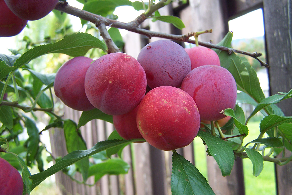 Toka plums on the tree | Girl Meets Food