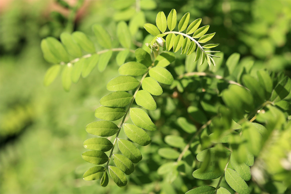 Toromiro tree | Girl Meets Food