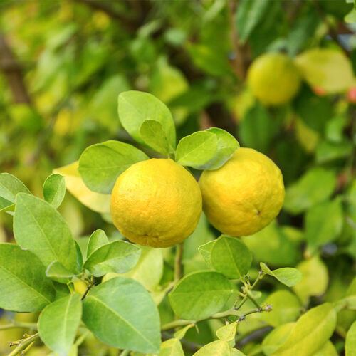 Trifoliate oranges growing on tree | Girl Meets Food