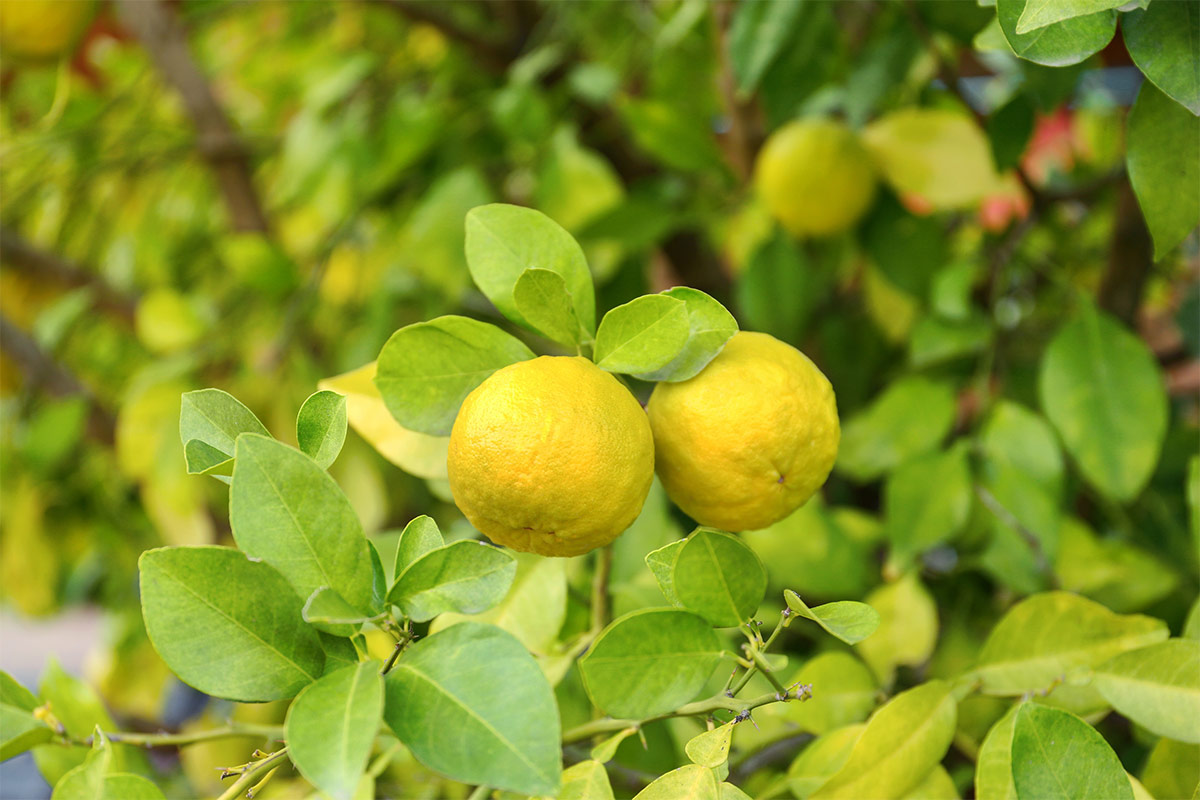 Trifoliate oranges growing on tree | Girl Meets Food