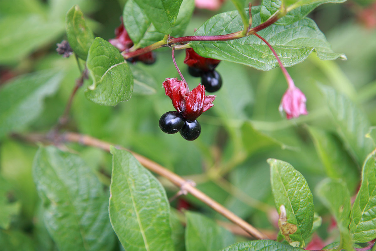 Twinberries growing on tree | Girl Meets Food