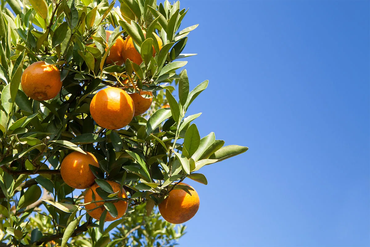 Wild orange tree with fruits | Girl Meets Food