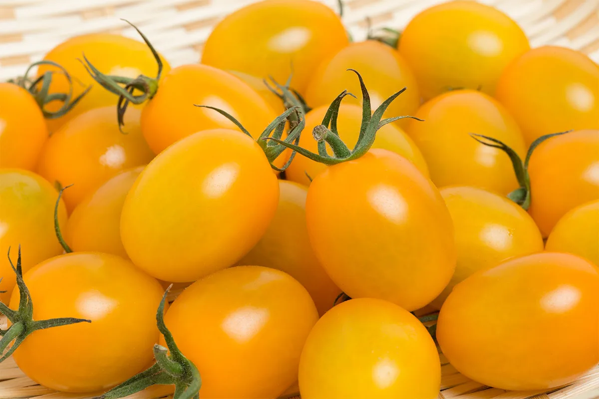 Yellow tomatoes | Girl Meets Food