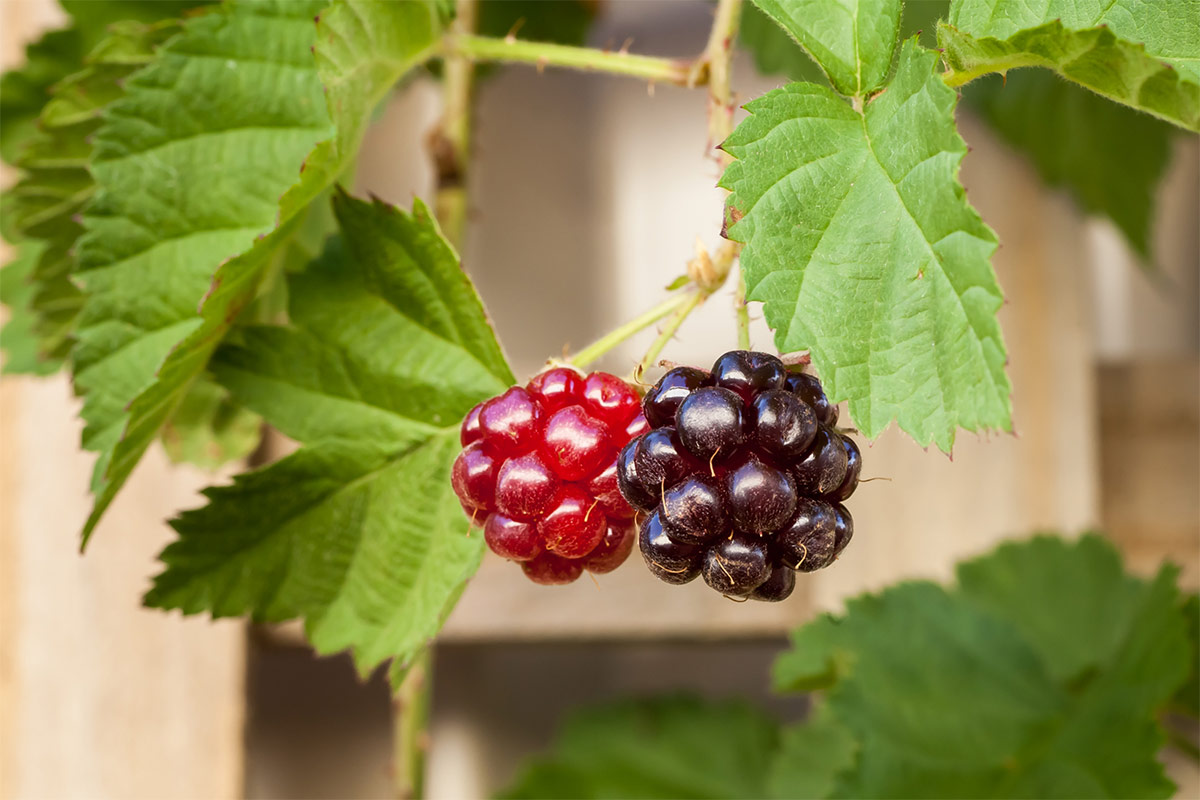 Youngberry fruits and leaves | Girl Meets Food