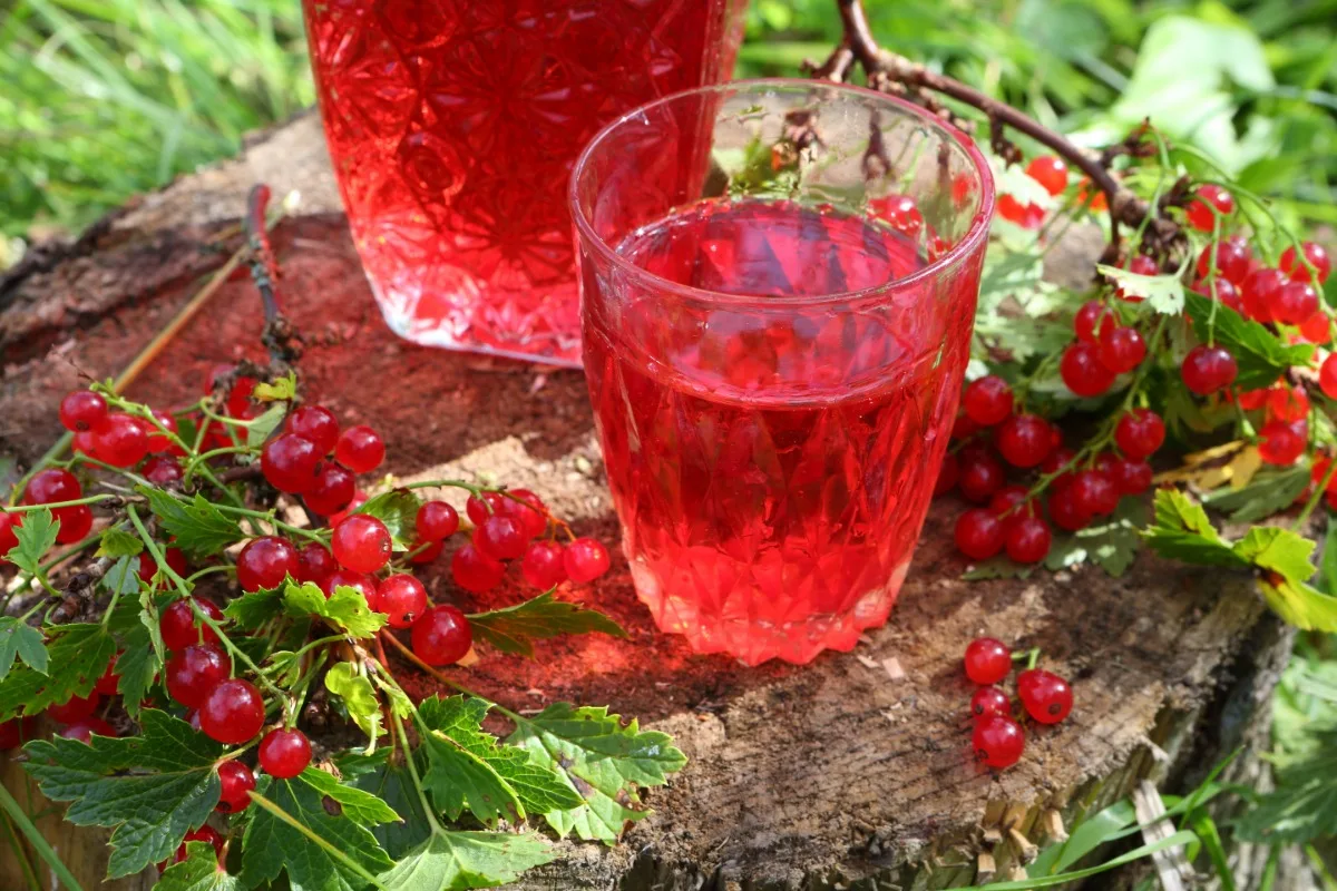 Glass of kontabas (tincture of red currant) and a bottle on a tree stump | Girl Meets Food